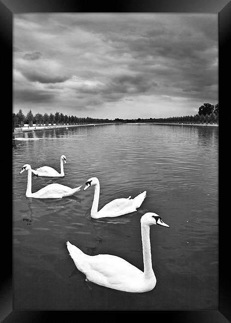 Swans Framed Print by Malcolm Smith