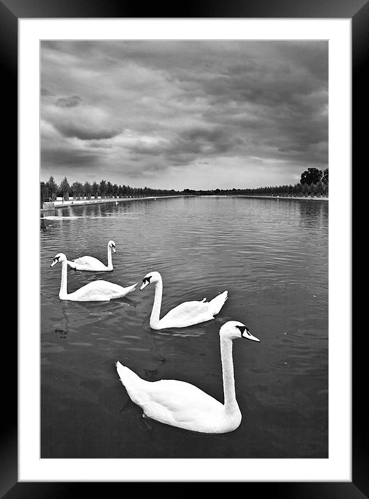 Swans Framed Mounted Print by Malcolm Smith