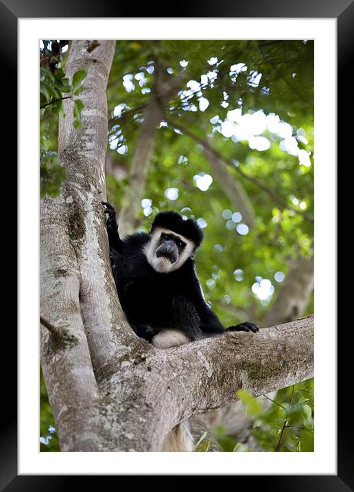 Colobus Monkey Framed Mounted Print by Malcolm Smith