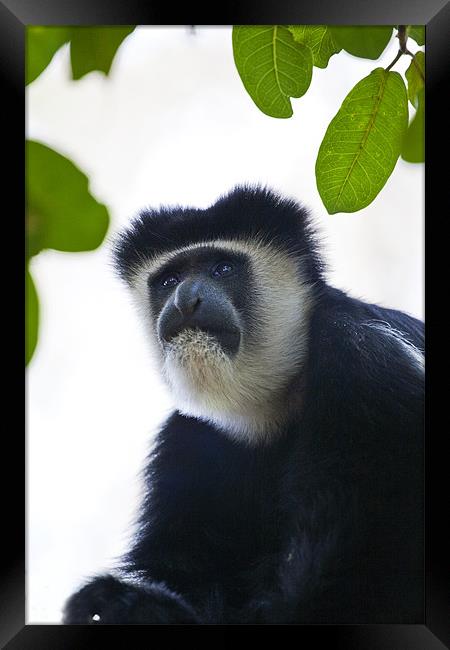 Colobus Monkey Framed Print by Malcolm Smith