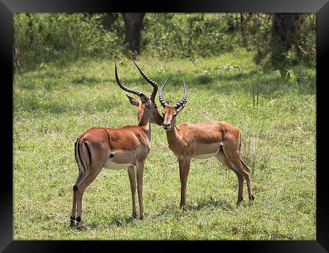 Kiss of the Impala Framed Print by Malcolm Smith