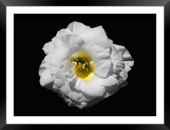 Petals Framed Mounted Print by Malcolm Smith
