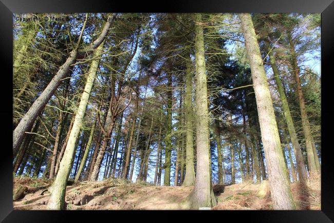 Trees at Langsett Barn Framed Print by Marie Boyle