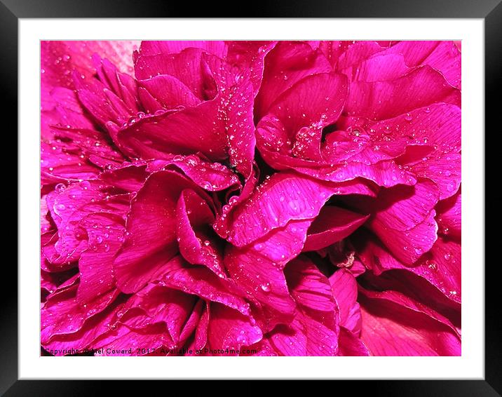 Peony in the Rain Framed Mounted Print by Mel Coward
