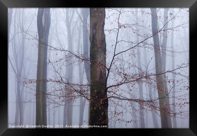 Misty Beeches, King's Wood Framed Print by Kentish Dweller