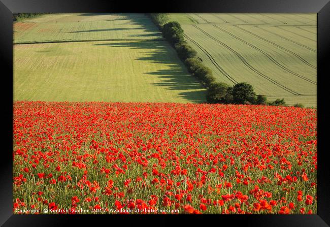 Poppies on the North Downs Framed Print by Kentish Dweller