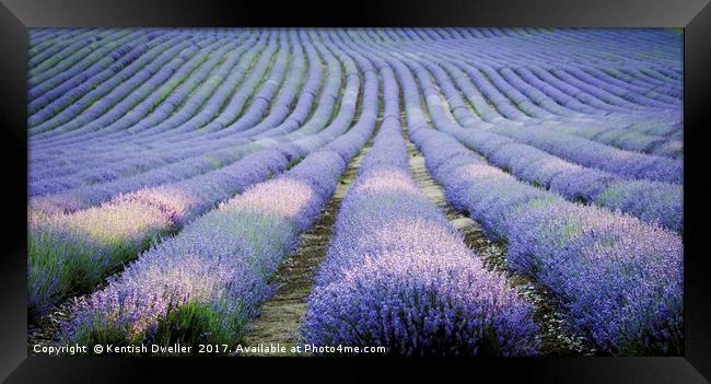 Lavender Framed Print by Kentish Dweller