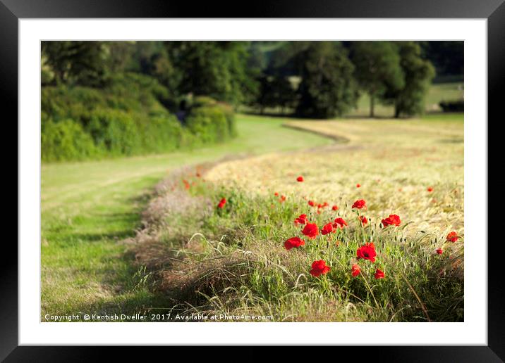 Isolated Poppies Framed Mounted Print by Kentish Dweller