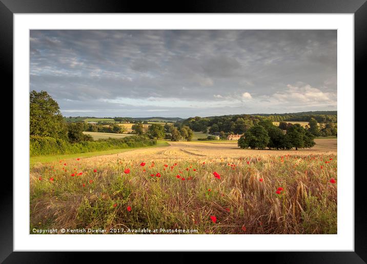 Poppies in Beautiful Light Framed Mounted Print by Kentish Dweller