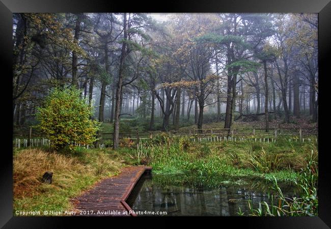 Forest Mist Framed Print by Nigel Auty