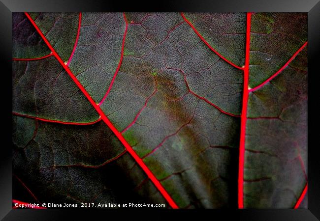 The veins of a Maple Leaf Framed Print by Diane Jones