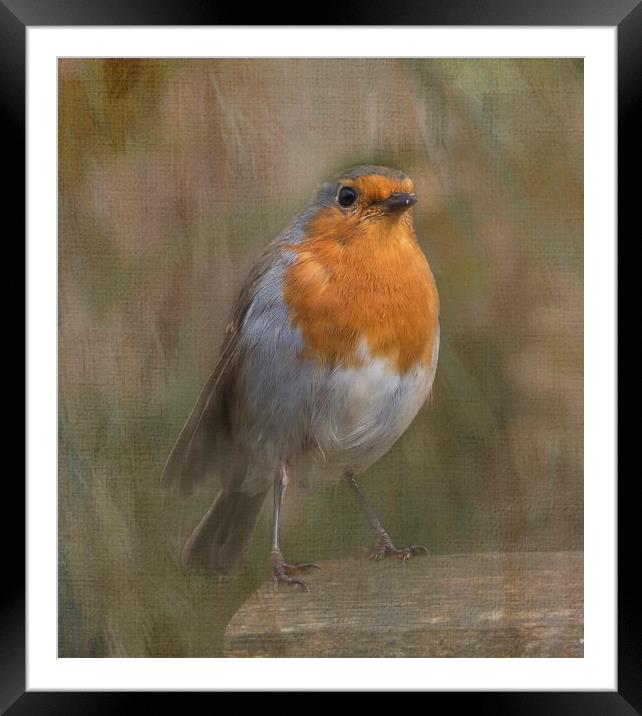 ROBIN Framed Mounted Print by Pam Perry