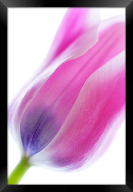                         TULIP        Framed Print by Pam Perry