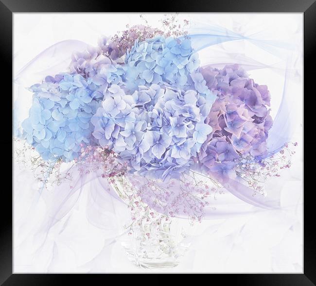 Hydrangea Framed Print by Pam Perry