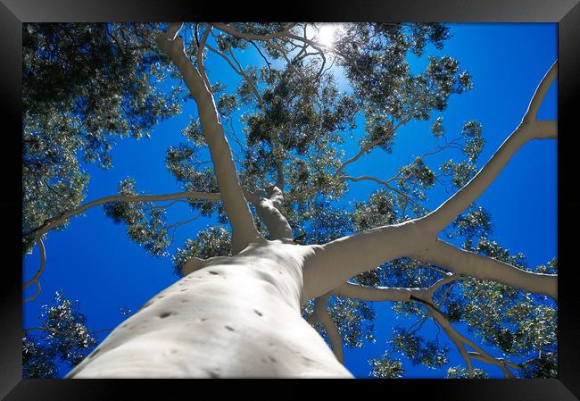 Bare Australian Gum Tree Framed Print by Richard Zalan