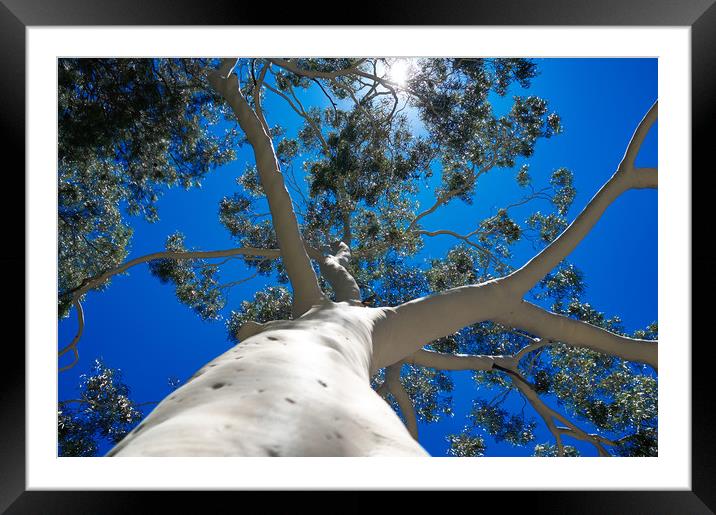 Bare Australian Gum Tree Framed Mounted Print by Richard Zalan