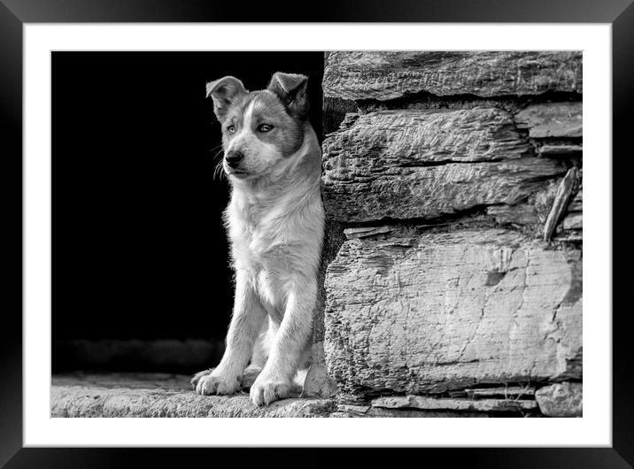 Skye the working sheepdog puppy in Black and white Framed Mounted Print by Sorcha Lewis