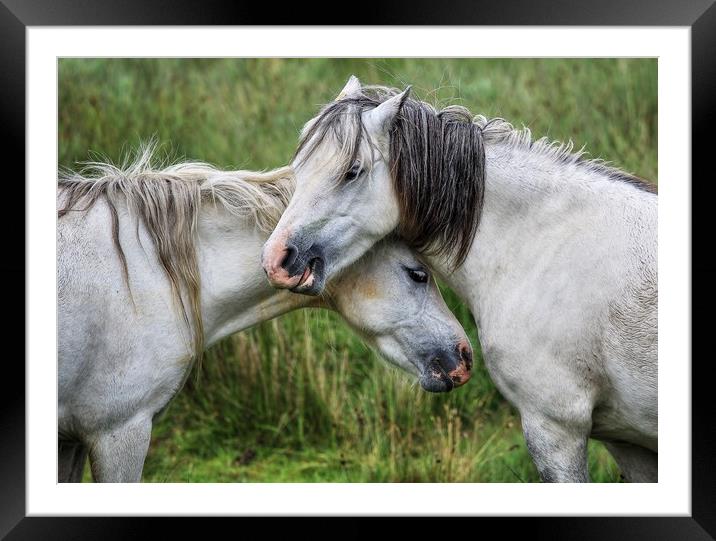 Lean on me - Welsh Mountain Hill ponies Framed Mounted Print by Sorcha Lewis