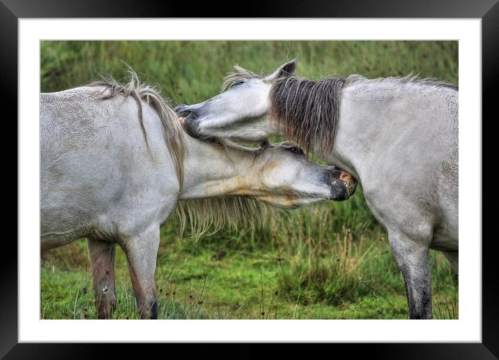Mutual gain - Welsh Mountain hill ponies Framed Mounted Print by Sorcha Lewis