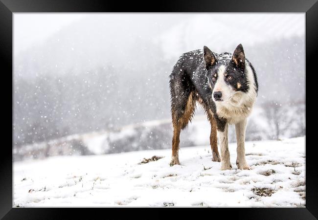 Taff snow dog Framed Print by Sorcha Lewis