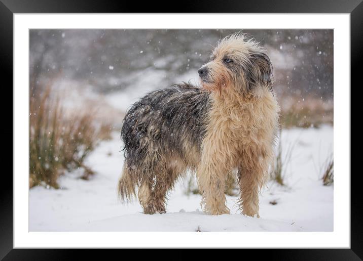 Judy snow dog Framed Mounted Print by Sorcha Lewis
