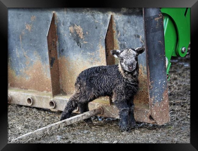 Herdwick Lamb by tractor Framed Print by Sorcha Lewis