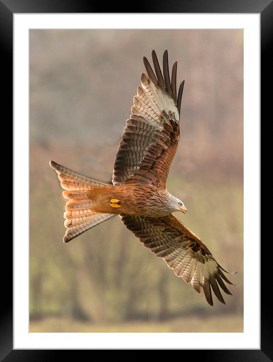 Welsh Red Kite  Framed Mounted Print by Sorcha Lewis