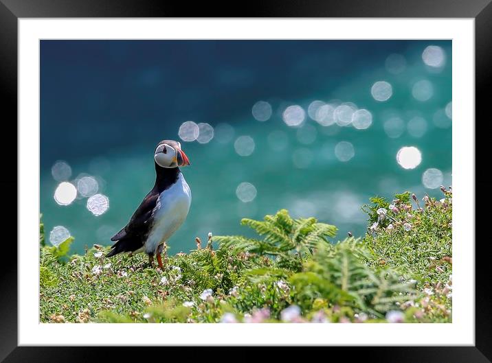 Puffin in white Campion, Skomer Framed Mounted Print by Sorcha Lewis