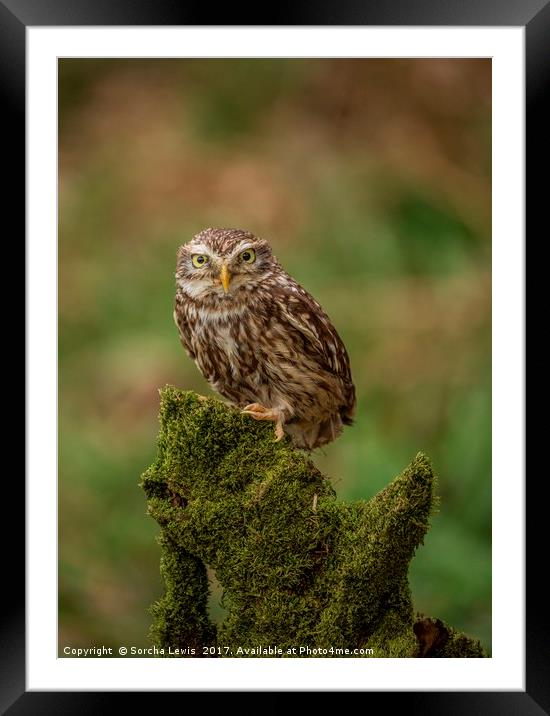 Little Owl Athene noctua Wales Framed Mounted Print by Sorcha Lewis