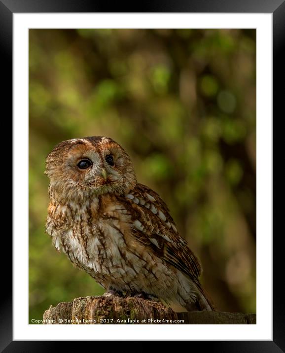 Tawny Owl  Framed Mounted Print by Sorcha Lewis
