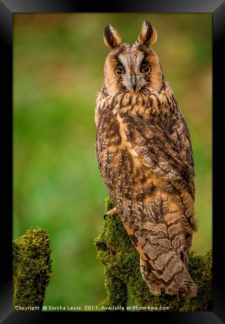 Long Eared Owl Framed Print by Sorcha Lewis