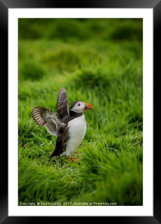 Puffins on Skomer Framed Mounted Print by Sorcha Lewis