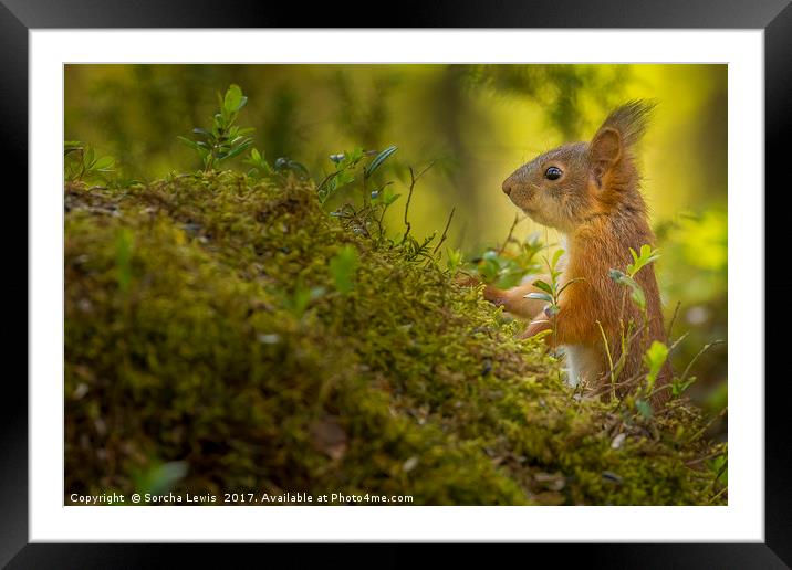 Red Squirrel in the Forest light Framed Mounted Print by Sorcha Lewis