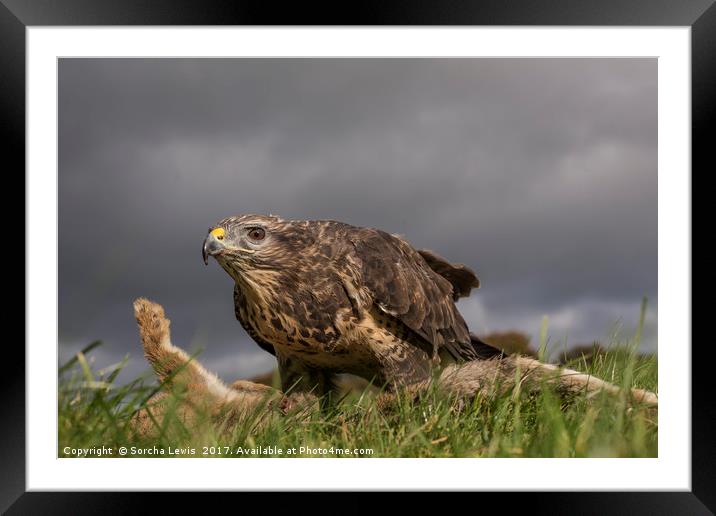Buzzard on rabbit in Mis Wales Framed Mounted Print by Sorcha Lewis