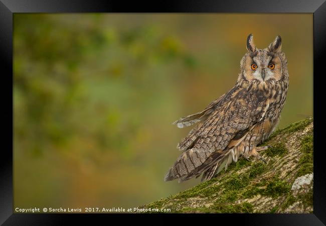 Long Eared Owl in Autumn splendor Framed Print by Sorcha Lewis