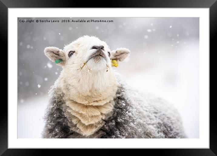 Catching Snowflakes - Herdwick Sheep Framed Mounted Print by Sorcha Lewis