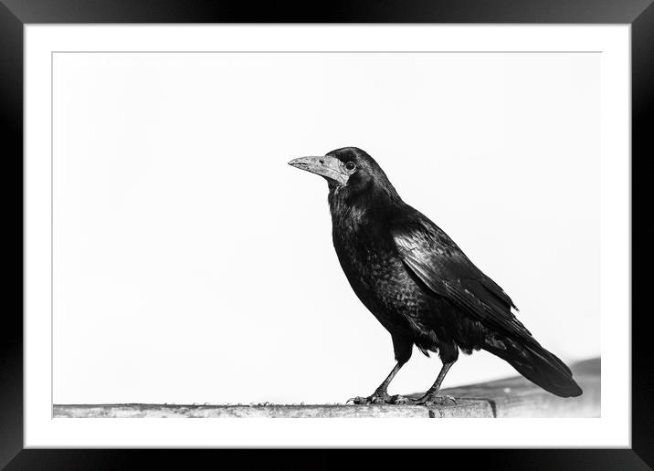 Rook monochrome Framed Mounted Print by Sorcha Lewis