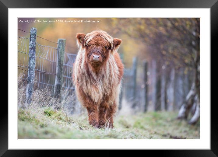 Highland calf in Autumn colours Framed Mounted Print by Sorcha Lewis