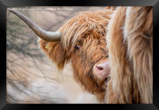 Highland cow in the uplands Wales Framed Print by Sorcha Lewis
