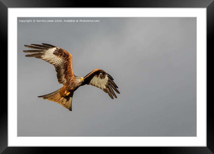 red kite Framed Mounted Print by Sorcha Lewis