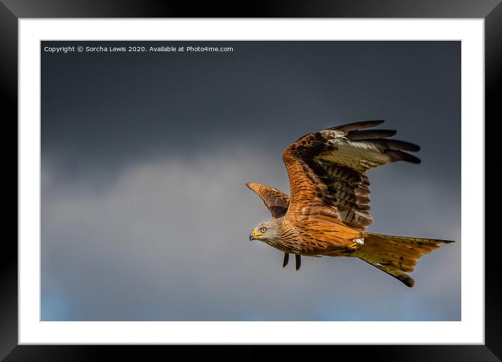 Red kite in flight Framed Mounted Print by Sorcha Lewis