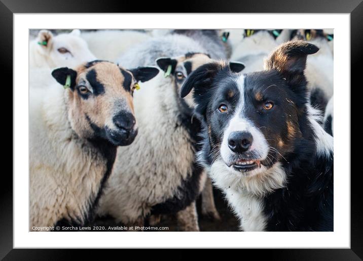 Merlin the working sheepdog Framed Mounted Print by Sorcha Lewis