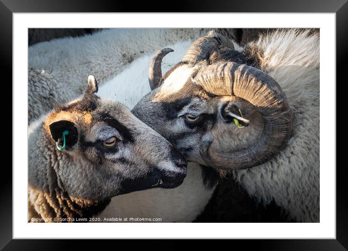 Whisper sweet nothings Framed Mounted Print by Sorcha Lewis
