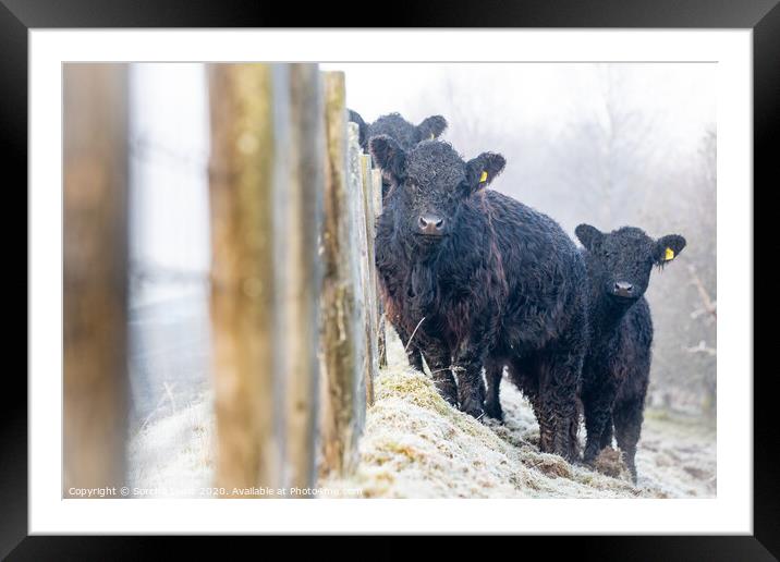 Galloway girls on a frosty morning in the hills Framed Mounted Print by Sorcha Lewis