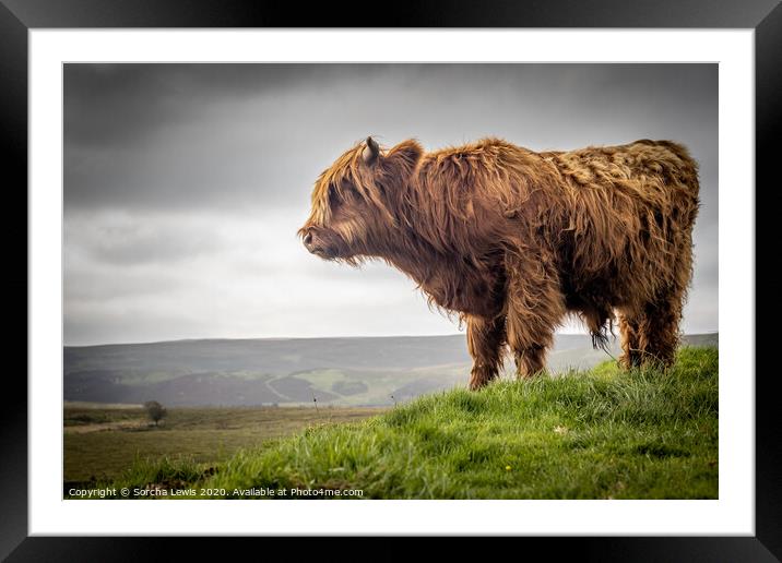 A Highland cow standing on top of a hill Framed Mounted Print by Sorcha Lewis