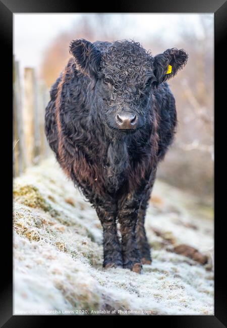Galloway Cow in frost Framed Print by Sorcha Lewis