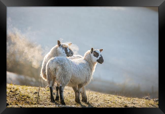 A couple of sheep standing on top of a grass covered field in the frosty morning Framed Print by Sorcha Lewis