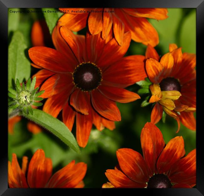 Ravishing Rudbeckia  Framed Print by Josephine Gornall