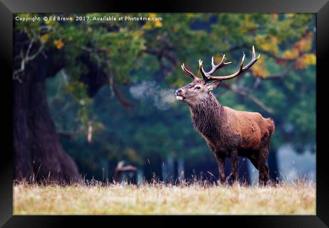 Red deer stag Framed Print by Ed Brown