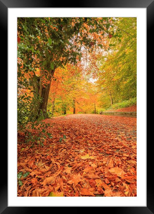 Autumn Walk Framed Mounted Print by John Hall